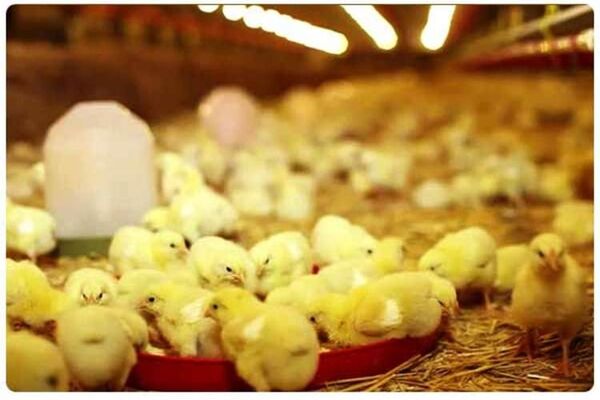 خسارت سنگین مرغداری‌ها با قطعی ناگهانی برق