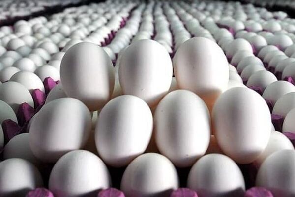 آینده تاریک صنعت مرغداری/ قیمت هرکیلو تخم‌مرغ از ۹۰هزار تومان گذشت