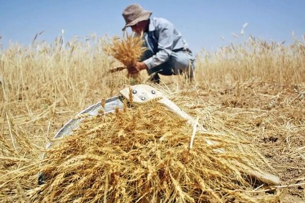 چالش‌های سال زراعی جدید؛ تعلل در پرداخت مطالبات گندمکاران و تعیین نرخ خرید تضمینی گندم
