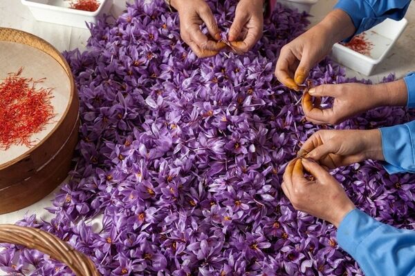 آمار تکان‌دهنده از حجم قاچاق زعفران /سهم ایران از بازار جهانی زعفران 16 درصد است