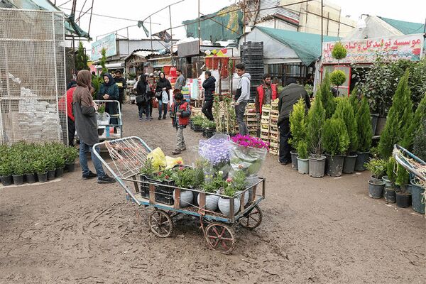 شکست قیمتی گل در بازار / هر شاخه گل رز هلندی چند؟
