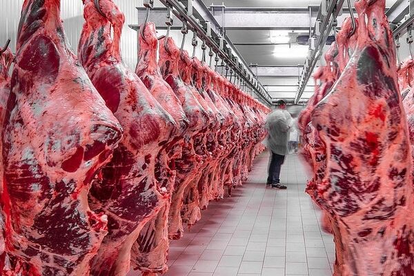 تامین نیاز بازار گوشت قرمز با واردات 
