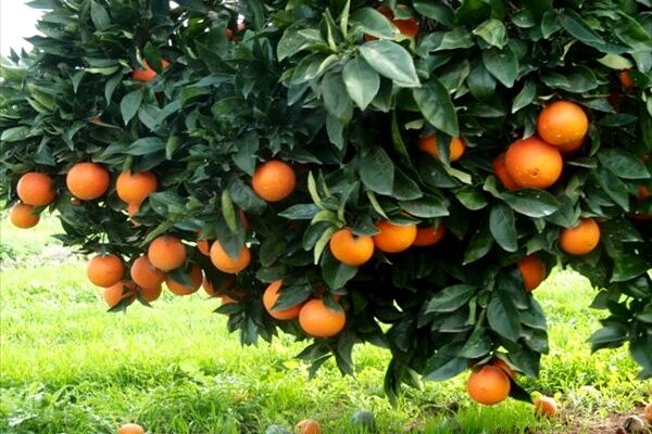شناسه دار شدن محصولات باغی تا سال آینده/رشد ۴۰ درصدی تولید محصولات باغی