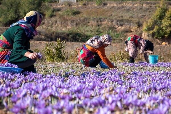وضعیت قرمز در بازار زعفران ایرانی/ آمار تولید در هاله‌ای از ابهام 
