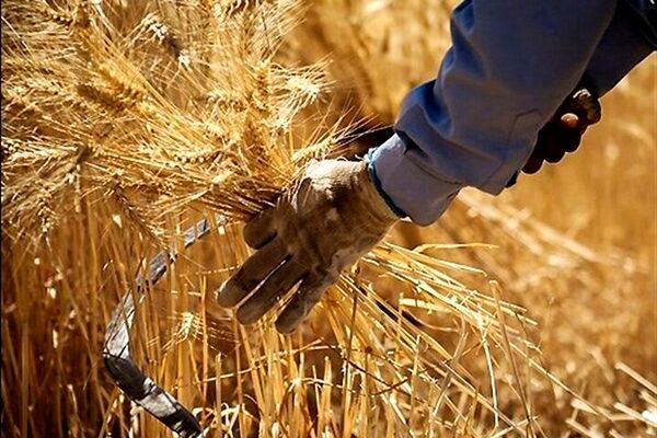 روایت رییس سازمان برنامه از پرداخت مطالبات گندمکاران