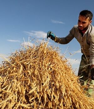 جزئیات حمایت بیمه‌ای از کشاورزان آسیب‌دیده