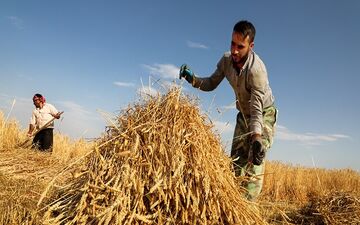 جزئیات حمایت بیمه‌ای از کشاورزان آسیب‌دیده