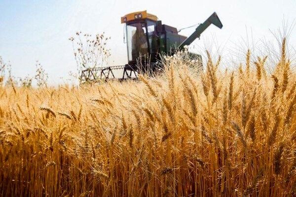 جزئیات جدید از نحوه تعیین قیمت خرید تضمینی گندم
