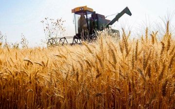 قیمت خرید تضمینی گندم داخلی چند درصد نرخ جهانی است؟