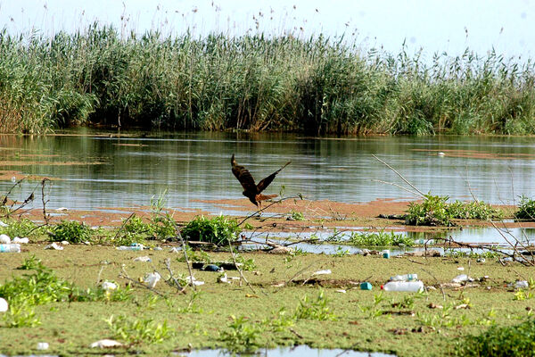 تالاب انزلی در شُرف خشکی؟