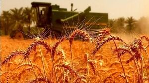 تسویه کامل مطالبات گندمکاران+جزییات