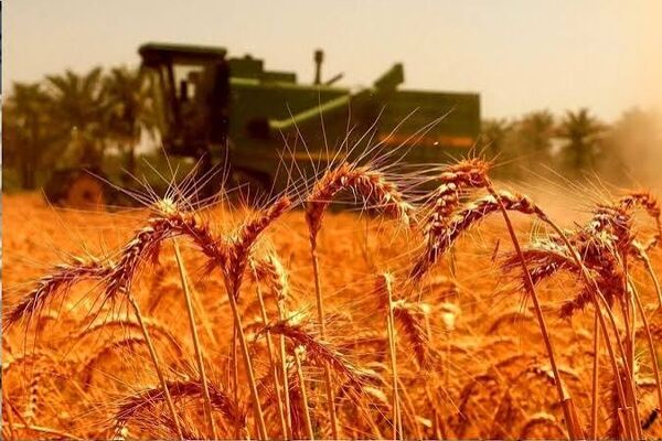 گندمکاران بخوانند/افزایش بیش‌ از ۱۰۰درصدی اعتبار خرید تضمینی گندم+فیلم