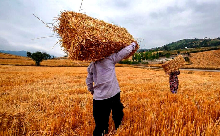 شارژ حساب گندمکاران/چند درصد مطالبات کشاورزان باقی ماند؟