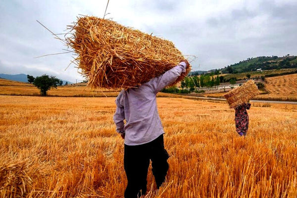 قیمت گندم برای سال جاری مشخص شد؟