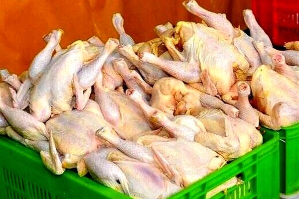 مرغ چند؟ + قیمت مصوب
