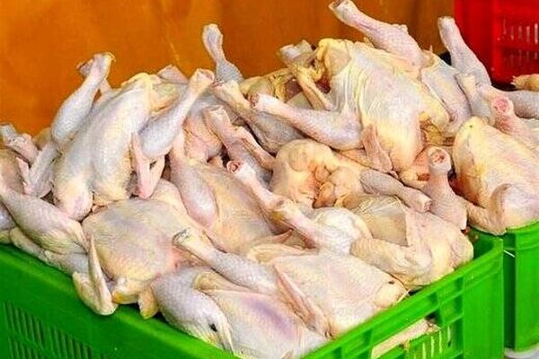 مرغ چند؟ + قیمت مصوب