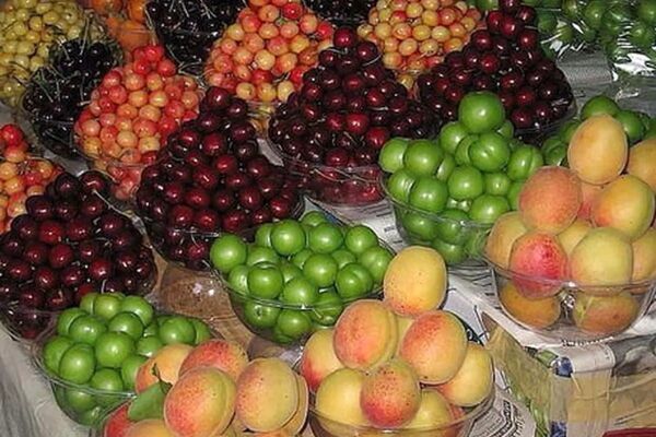 ازدیاد عرضه قیمت میوه های نوبرانه را ۱۵ تا ۲۰ درصد کاهش داد
