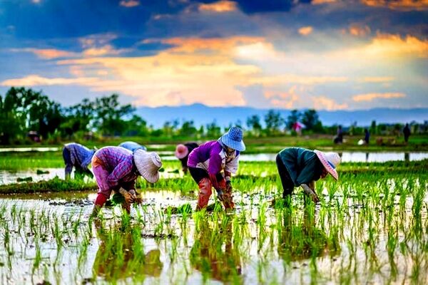 قیمت عجیب برنج در کشورهای جهان/ ۹۰درصد بازار برنج در انحصار آسیایی‌ها
