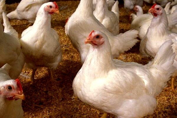 پیش‌بینی افزایش مجدد قیمت مرغ