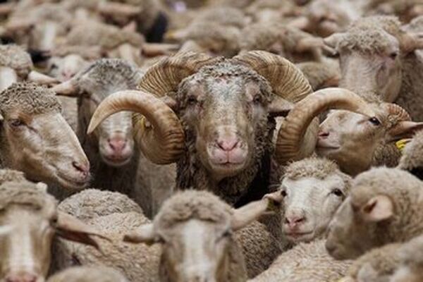خبر بد برای بازار گوشت/کاهش شدید تولید دام سبک