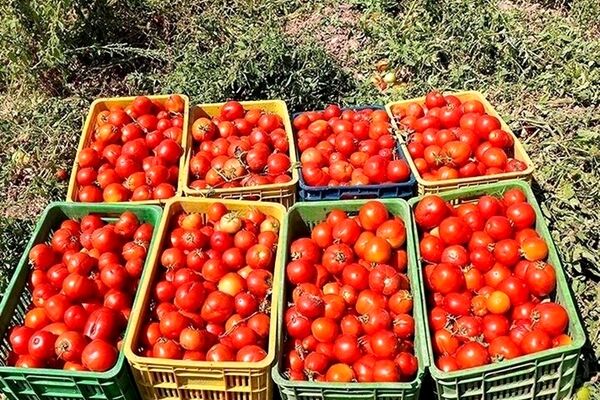 کاهش قیمت گوجه فرنگی در میادین میوه وتره‌بار+جدول