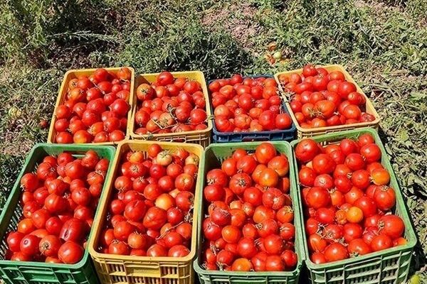 کاهش قیمت گوجه فرنگی در میادین میوه وتره‌بار+جدول